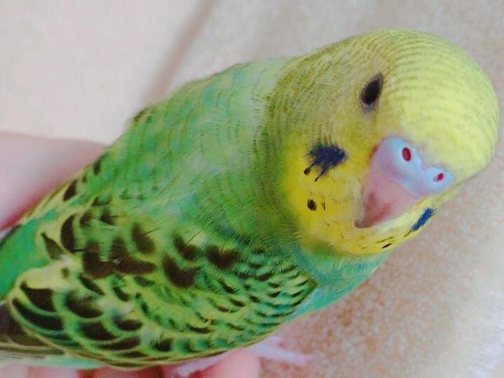 きょーちゃん きょーちゃん