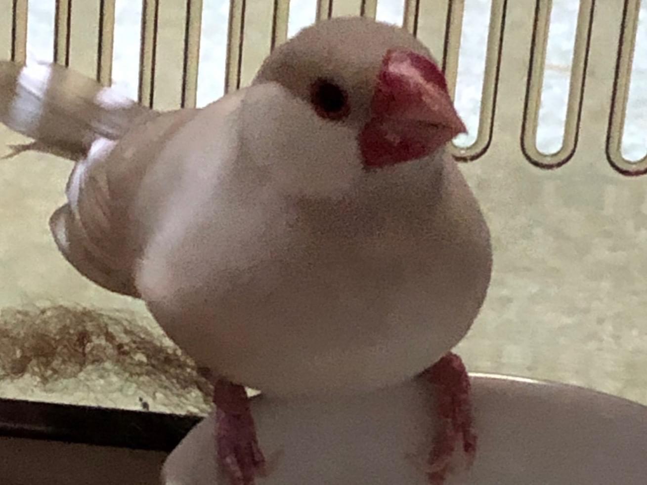 保護された鳥 保護された鳥