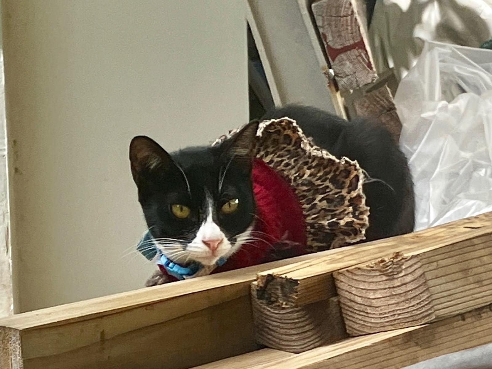 目撃された猫 目撃された猫