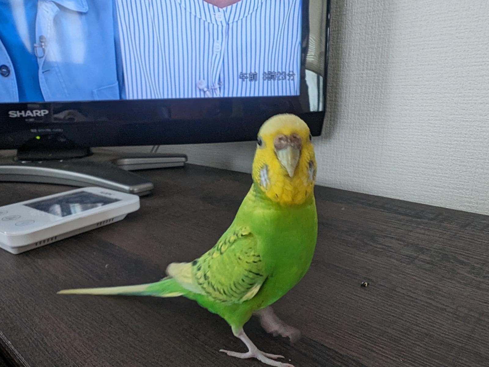 ぴーちゃん ぴーちゃん