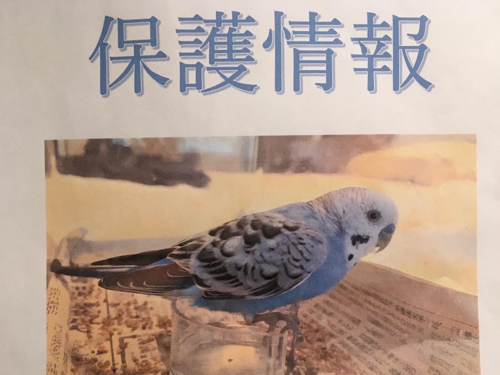 保護された鳥 保護された鳥