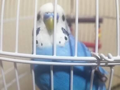 ピッピちゃん ピッピちゃん