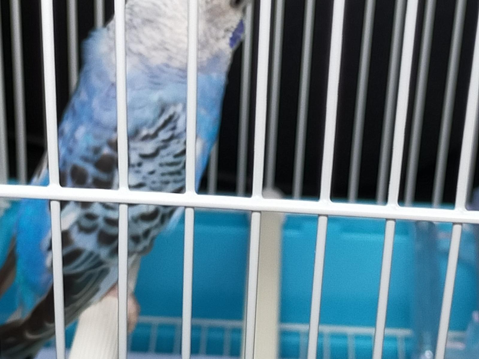 保護された鳥 保護された鳥