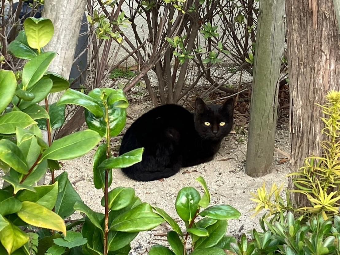 目撃された猫 目撃された猫