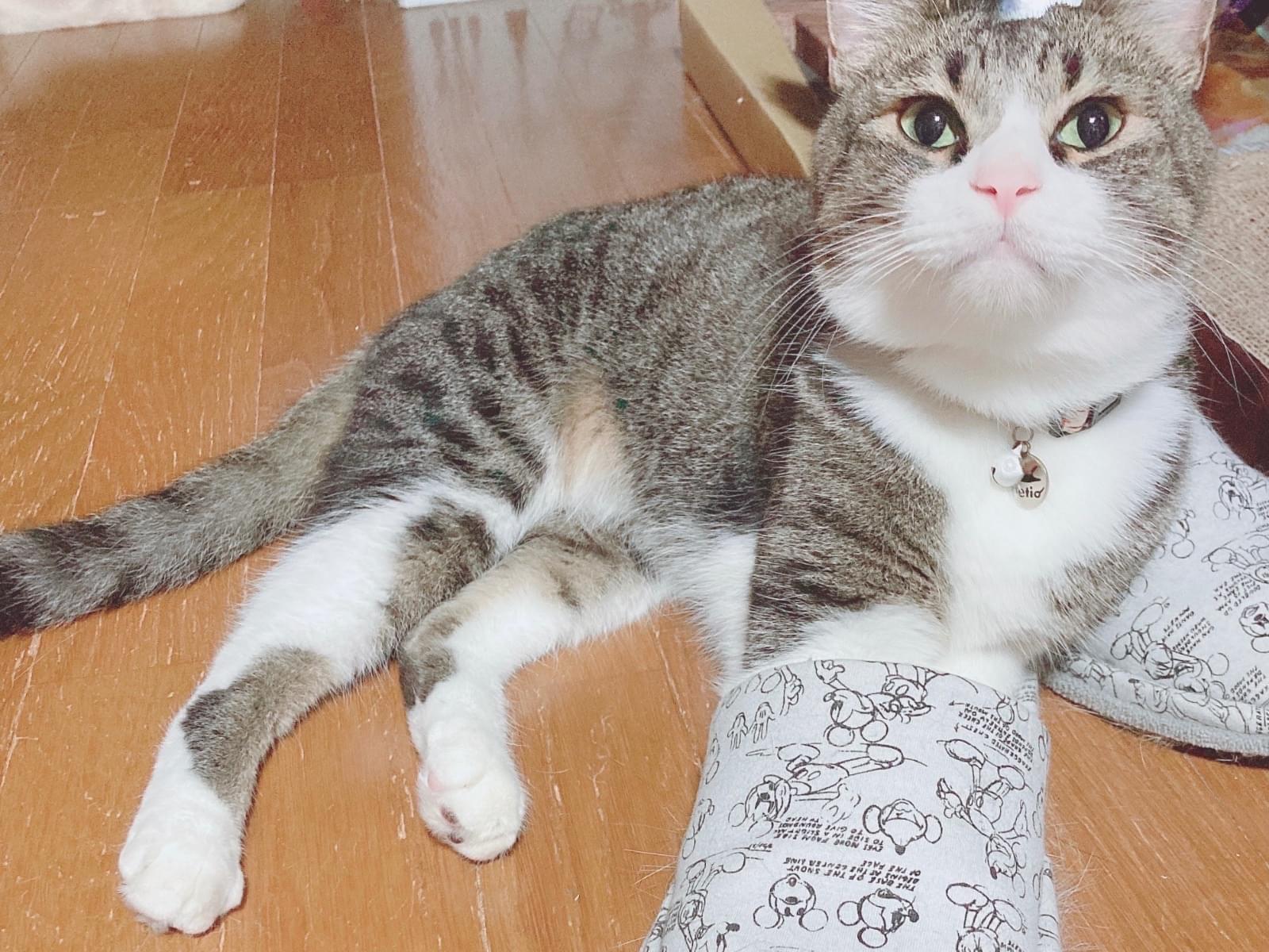 てんちゃん てんちゃん