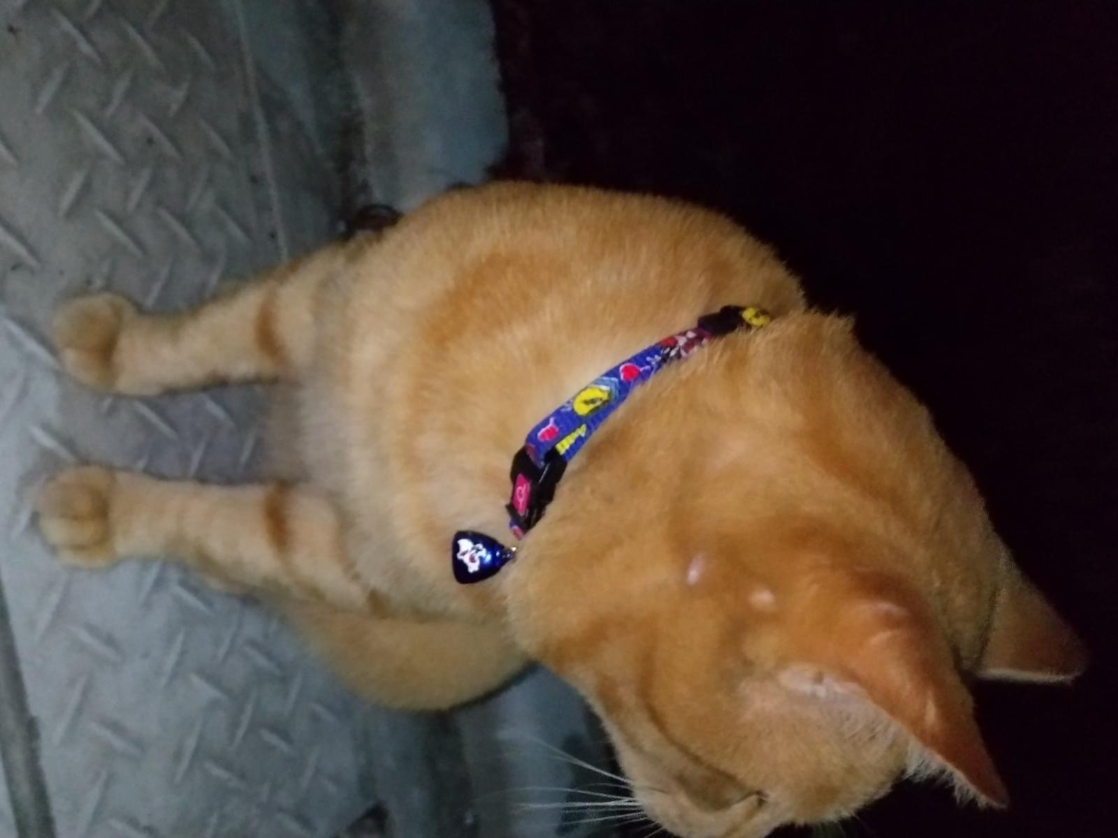 目撃された猫 目撃された猫