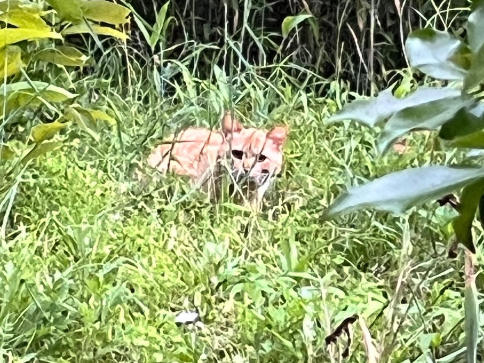 目撃された猫 目撃された猫