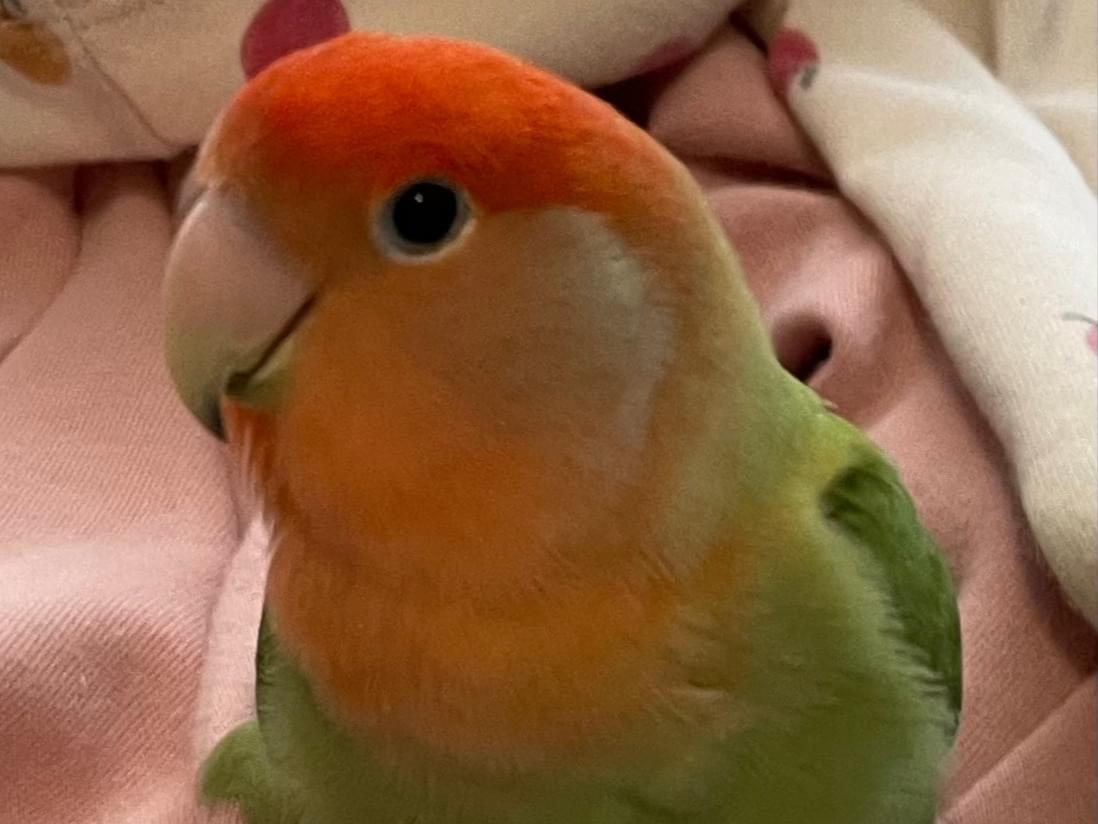 ビオちゃん ビオちゃん