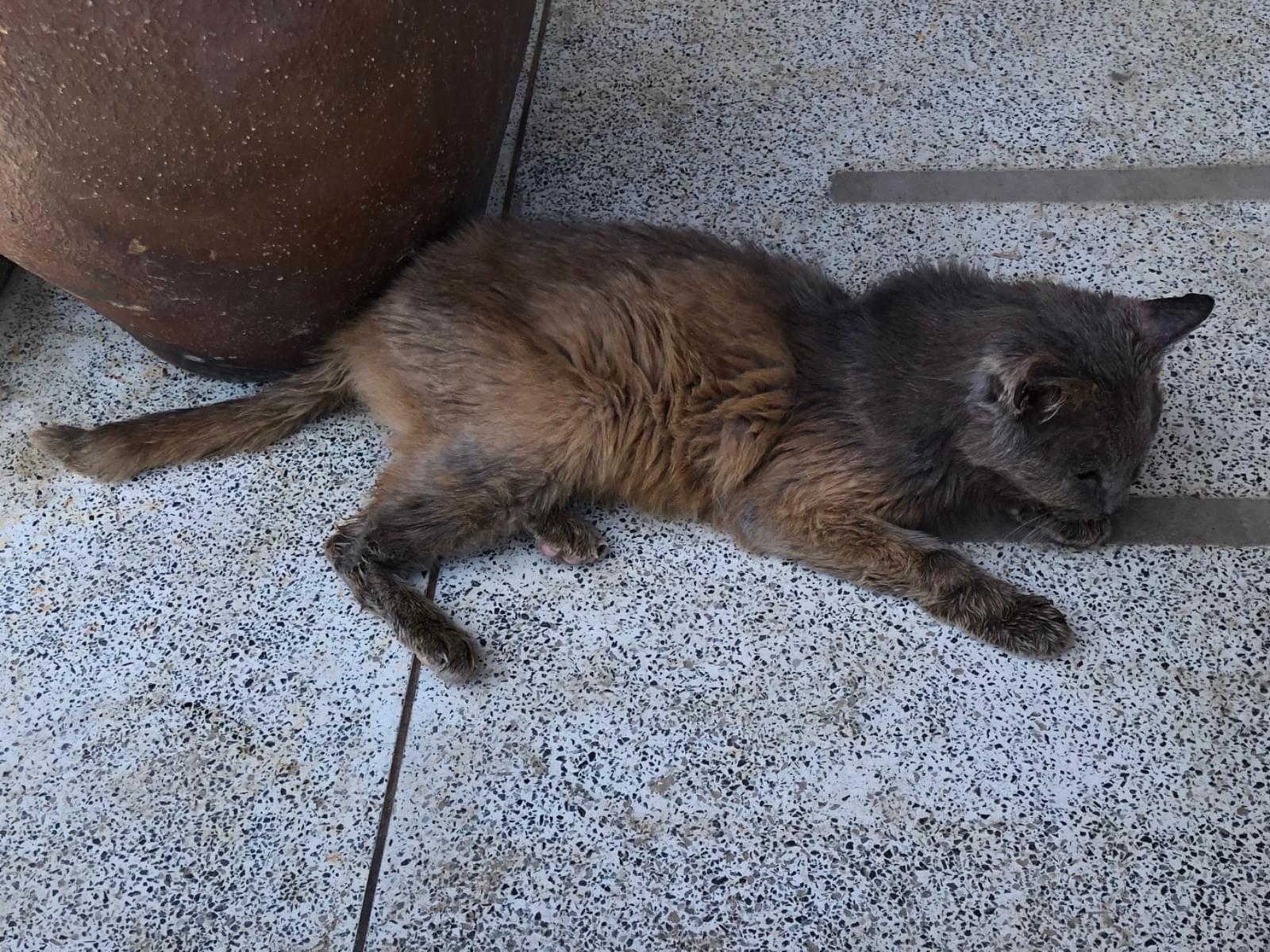 保護された猫
