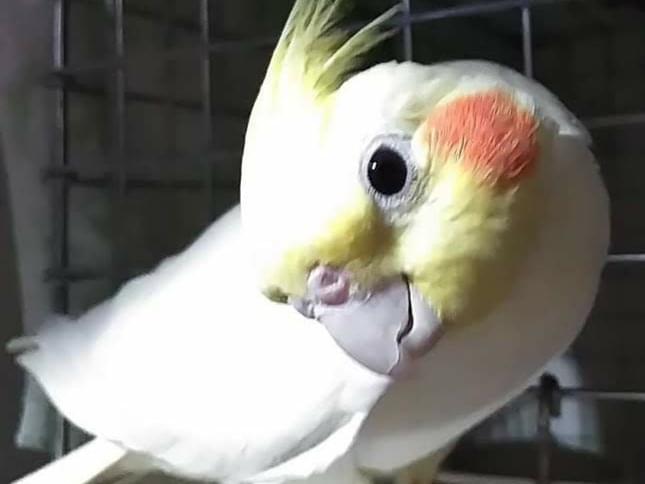 ラックちゃん ラックちゃん