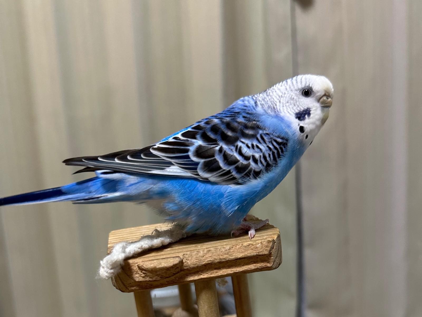 みるたんちゃん