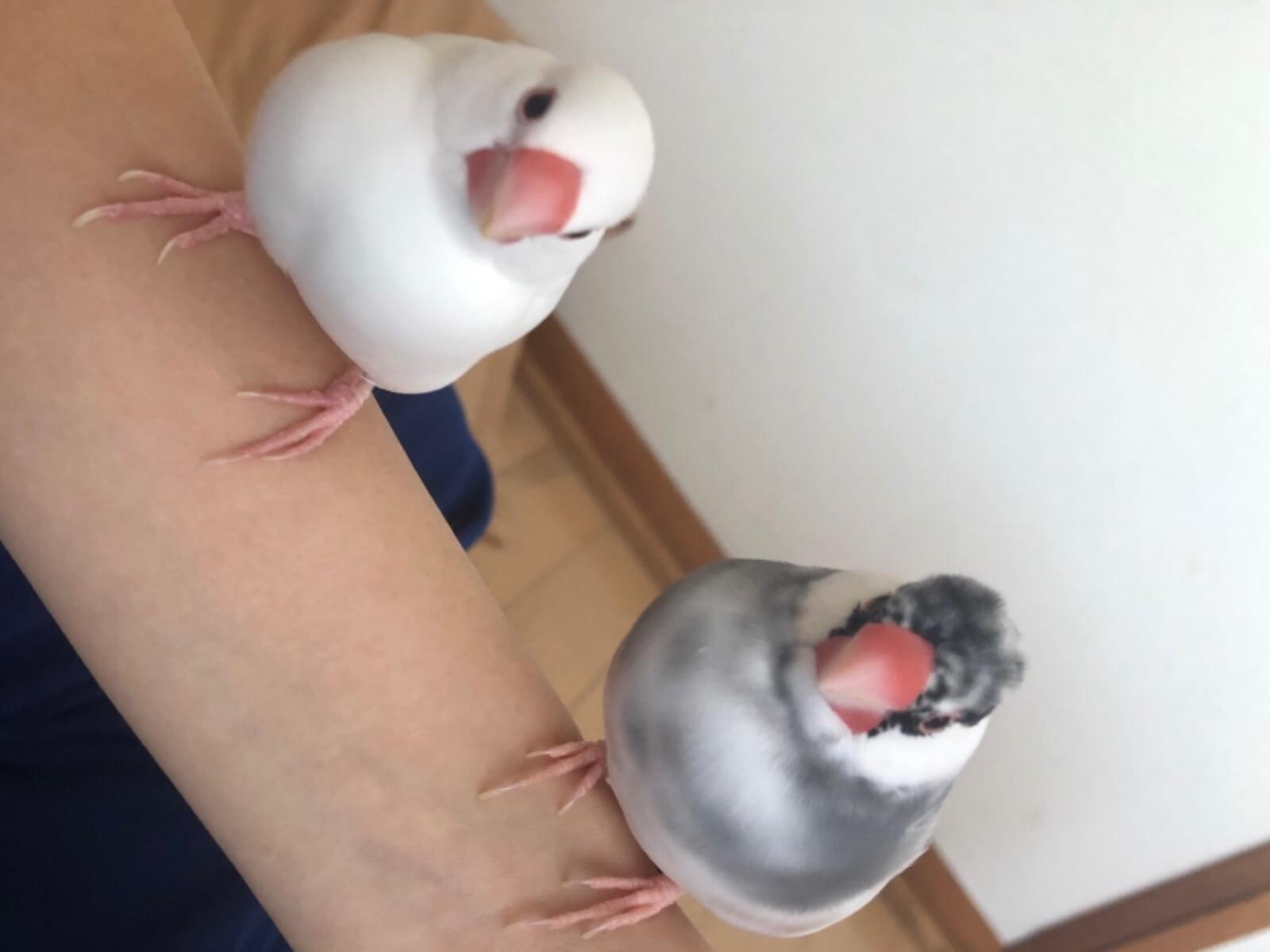 よもぎちゃん よもぎちゃん