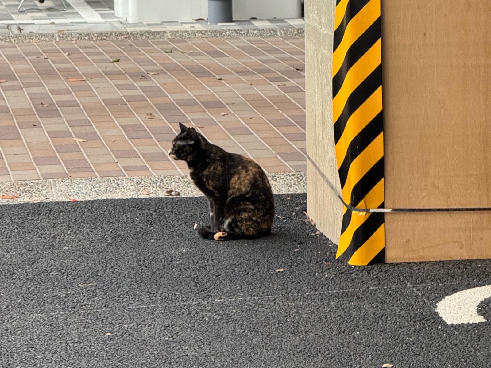 目撃された猫 目撃された猫