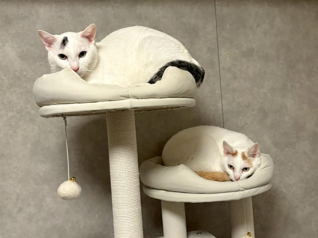 シーマちゃん シーマちゃん