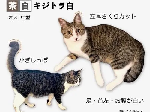 キジトラ白猫ページです。 キジトラ白猫ページです。 キジ白はどんな猫？キジ白の性格