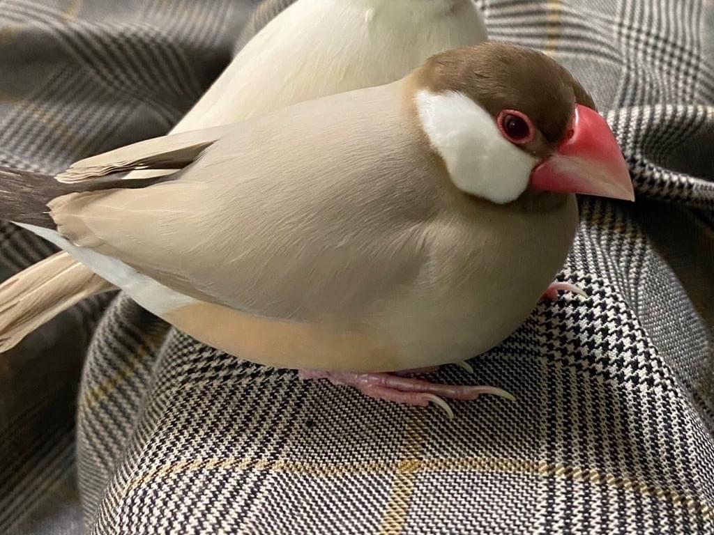 ショコラちゃん ショコラちゃん