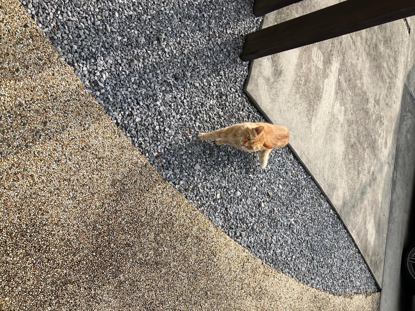 目撃された猫 目撃された猫