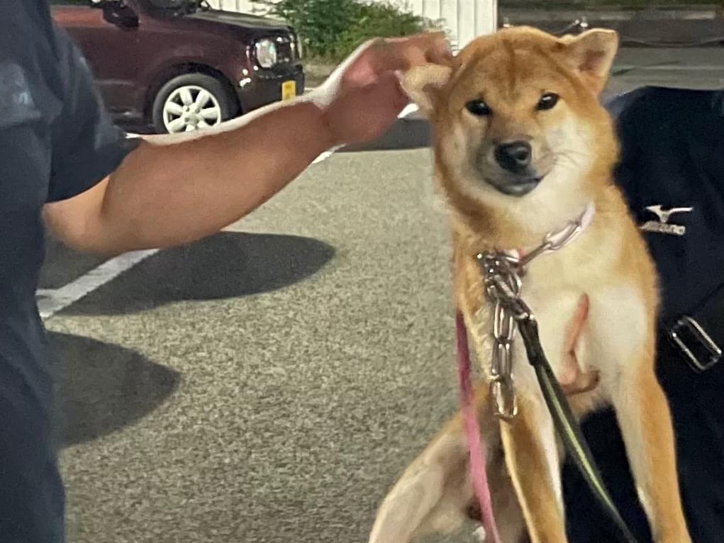 保護された犬