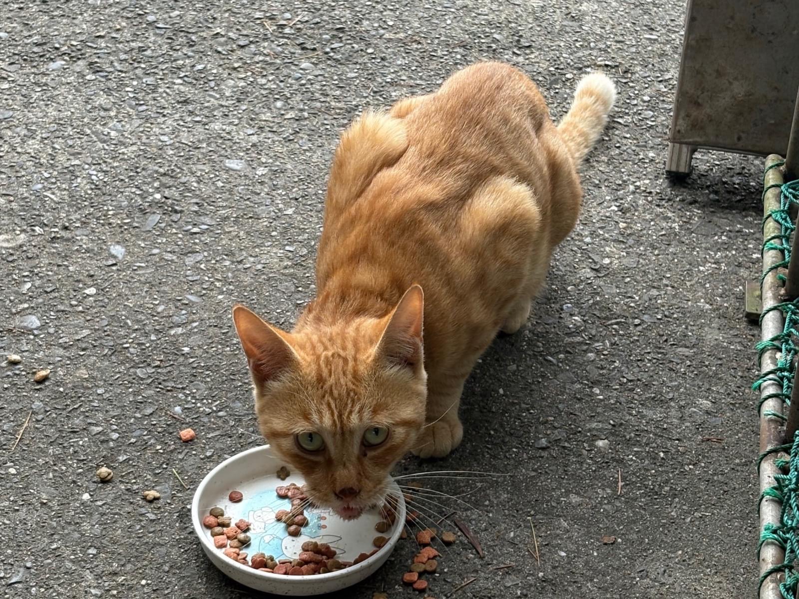 目撃された猫 目撃された猫