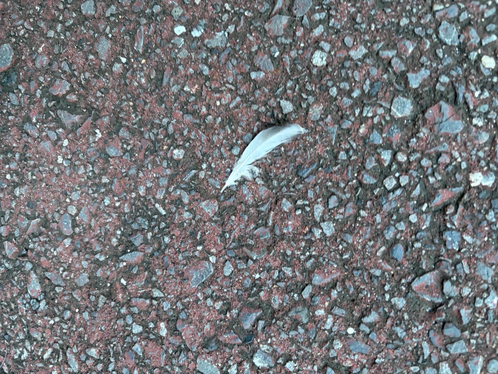 目撃された鳥