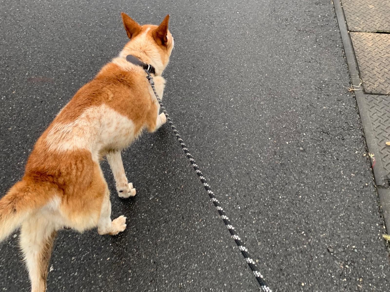 ちろちゃん ちろちゃん