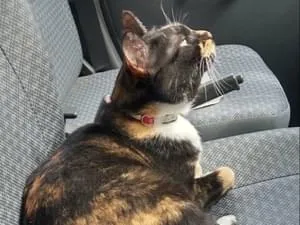 迷子 ページ 葛飾北斎 富嶽三十六景☆古法純手摺木版画☆全