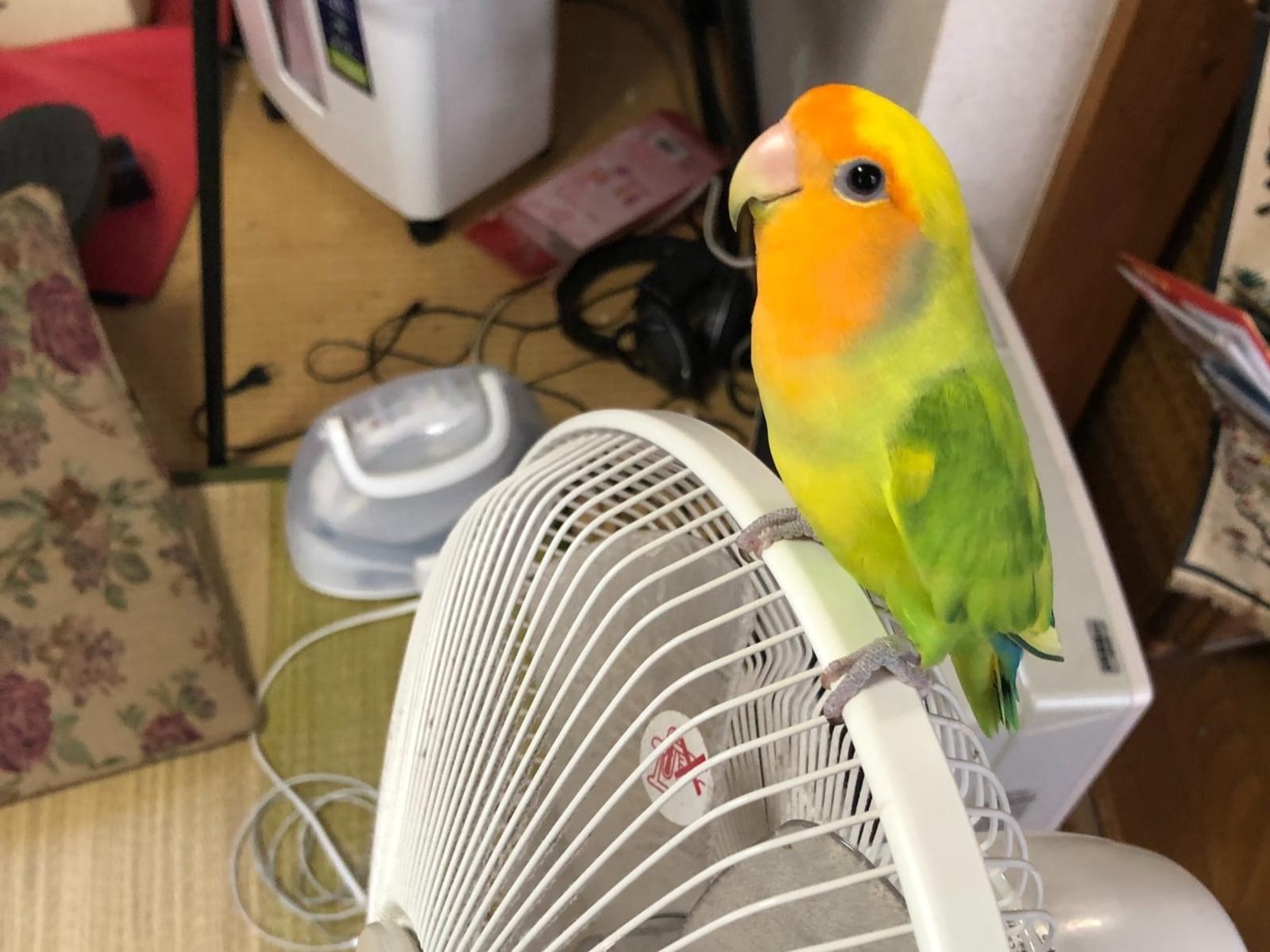 ハナちゃん ハナちゃん