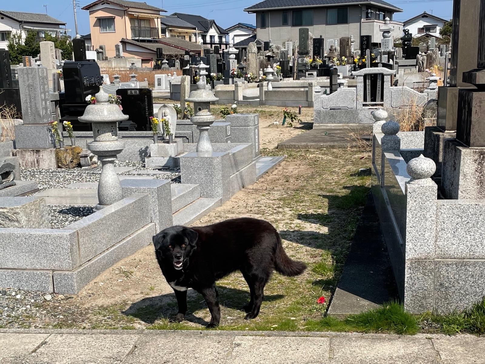 目撃された犬 目撃された犬
