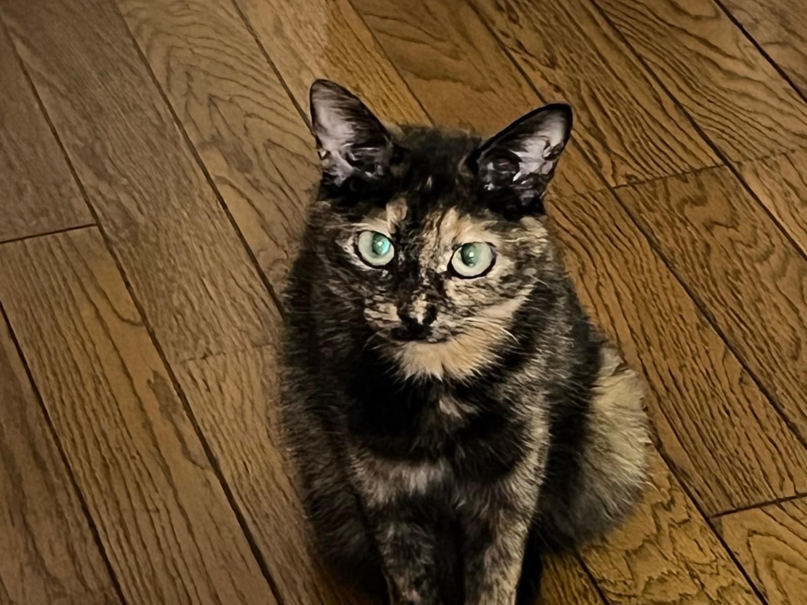 保護された猫 保護された猫