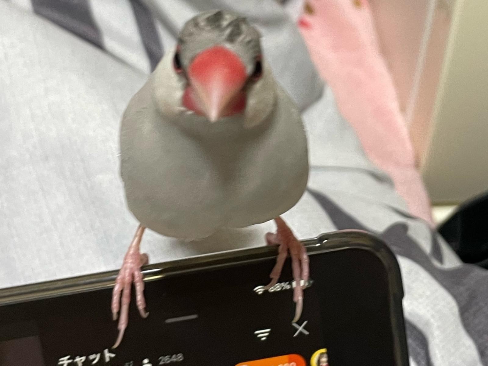 ハクちゃん ハクちゃん