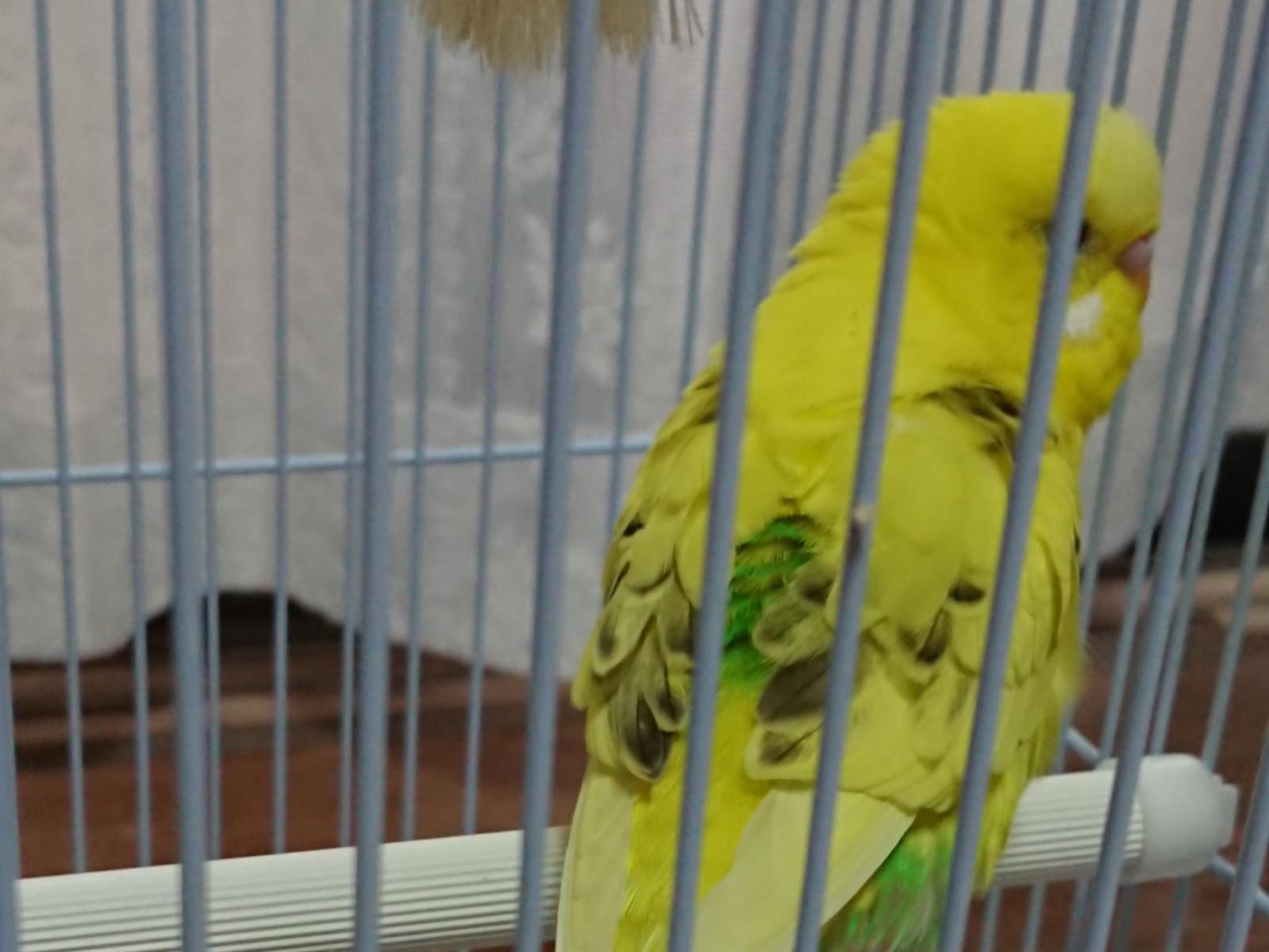 保護された鳥 保護された鳥