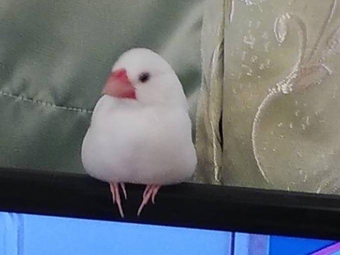 ピーコちゃん ピーコちゃん