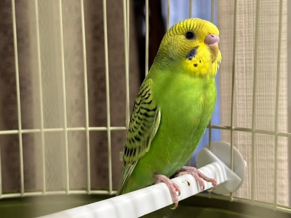 ライムちゃん ライムちゃん