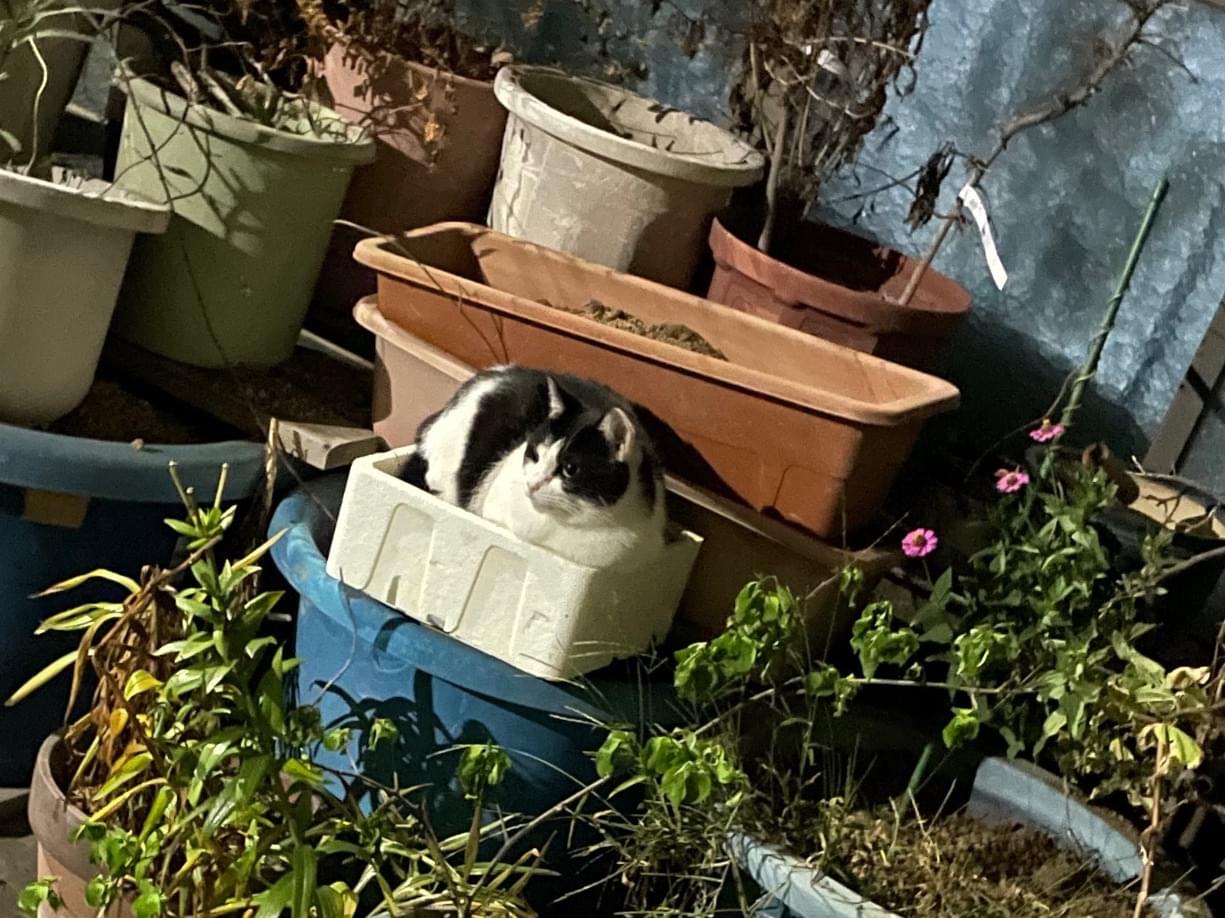 目撃された猫 目撃された猫