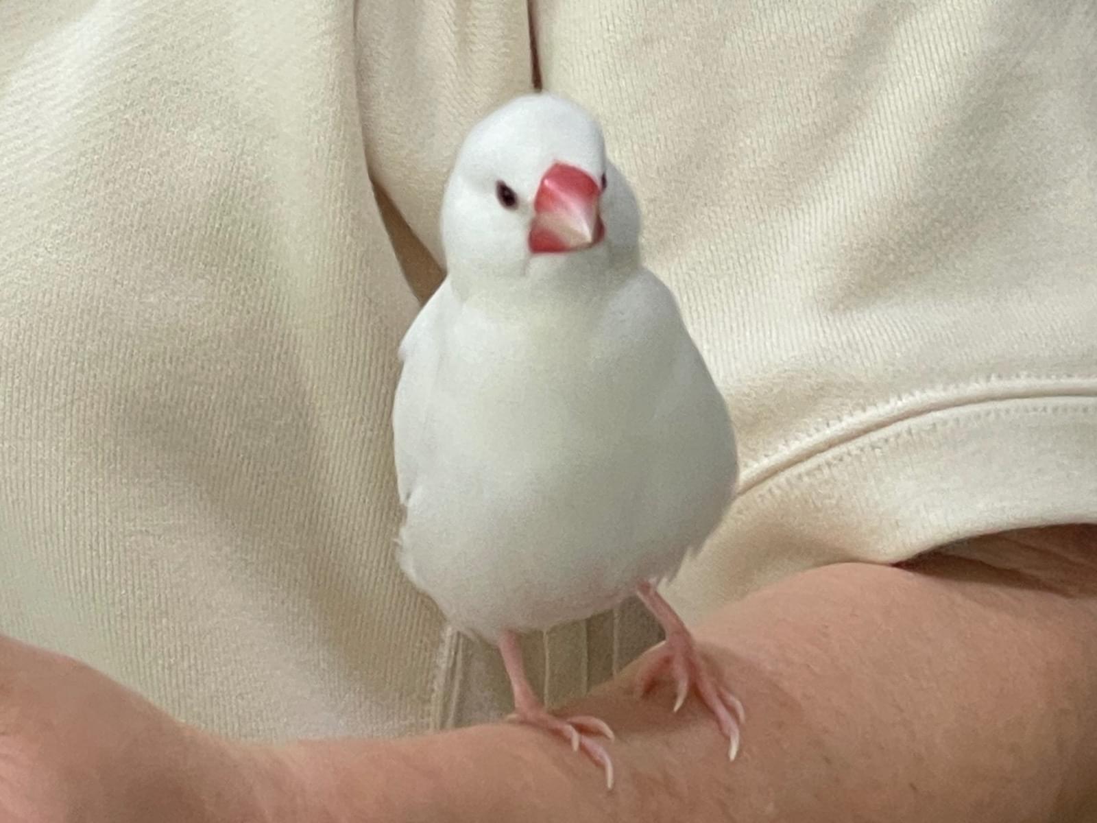 保護された鳥 保護された鳥