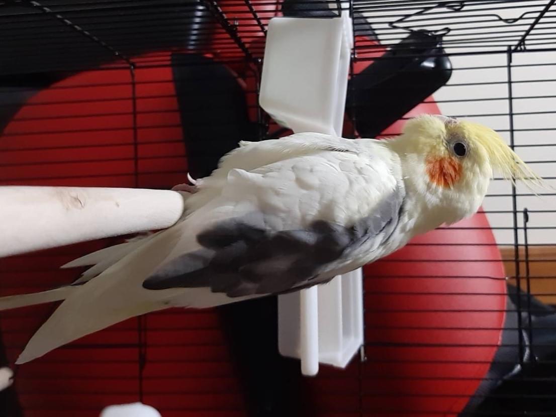 保護された鳥 保護された鳥