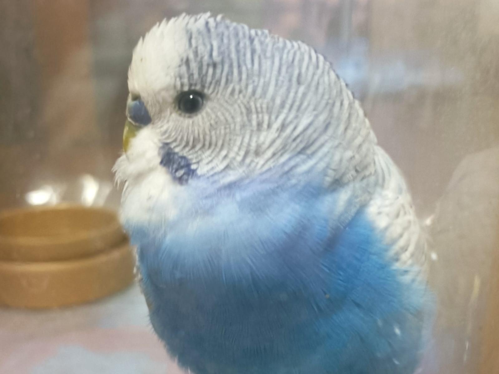 保護された鳥 保護された鳥