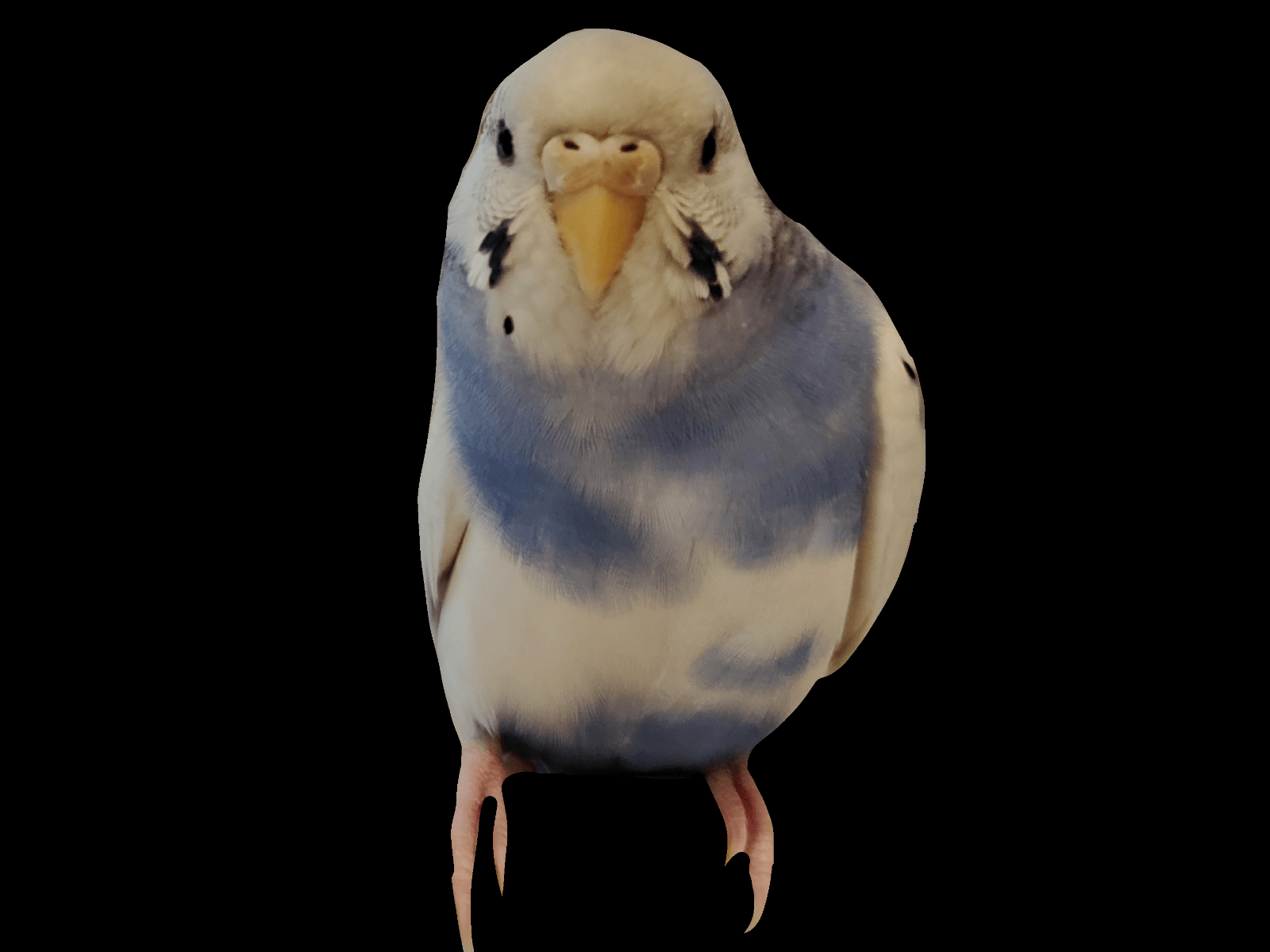 ルーちゃん ルーちゃん