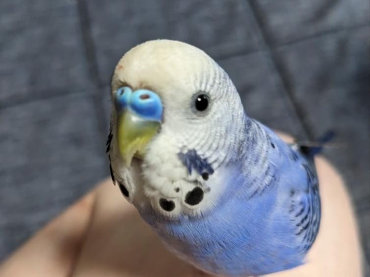 Pちゃん Pちゃん