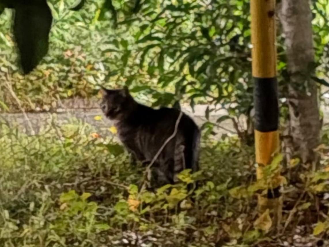 目撃された猫