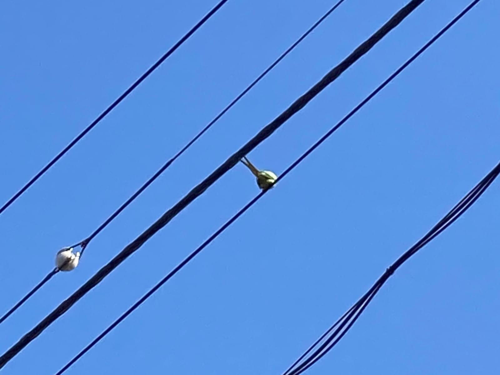 目撃された鳥 目撃された鳥