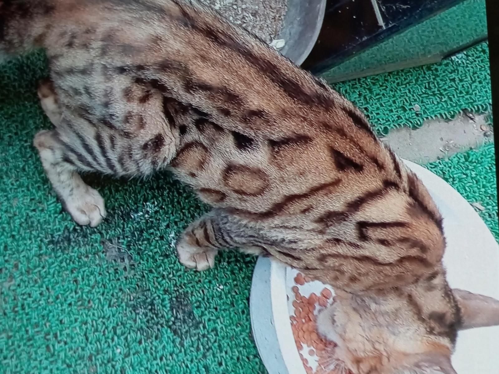 目撃された猫 目撃された猫