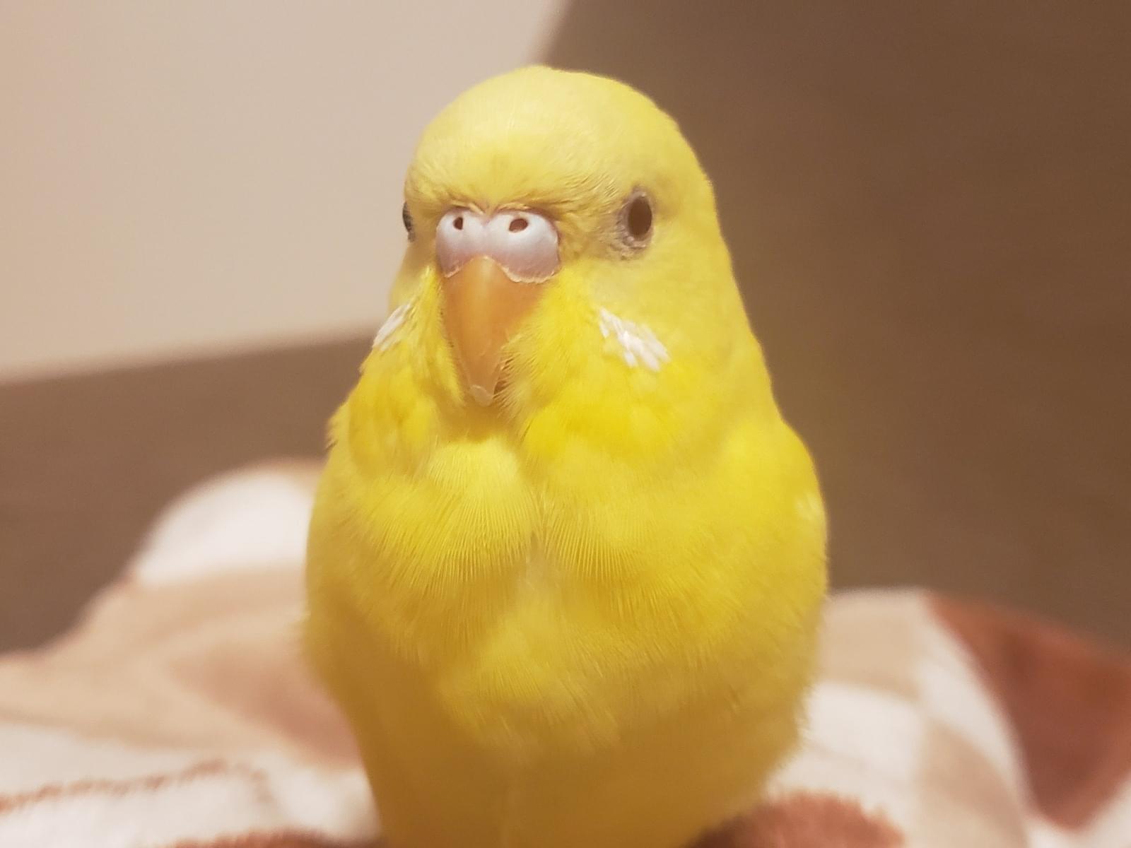 すーちゃん すーちゃん