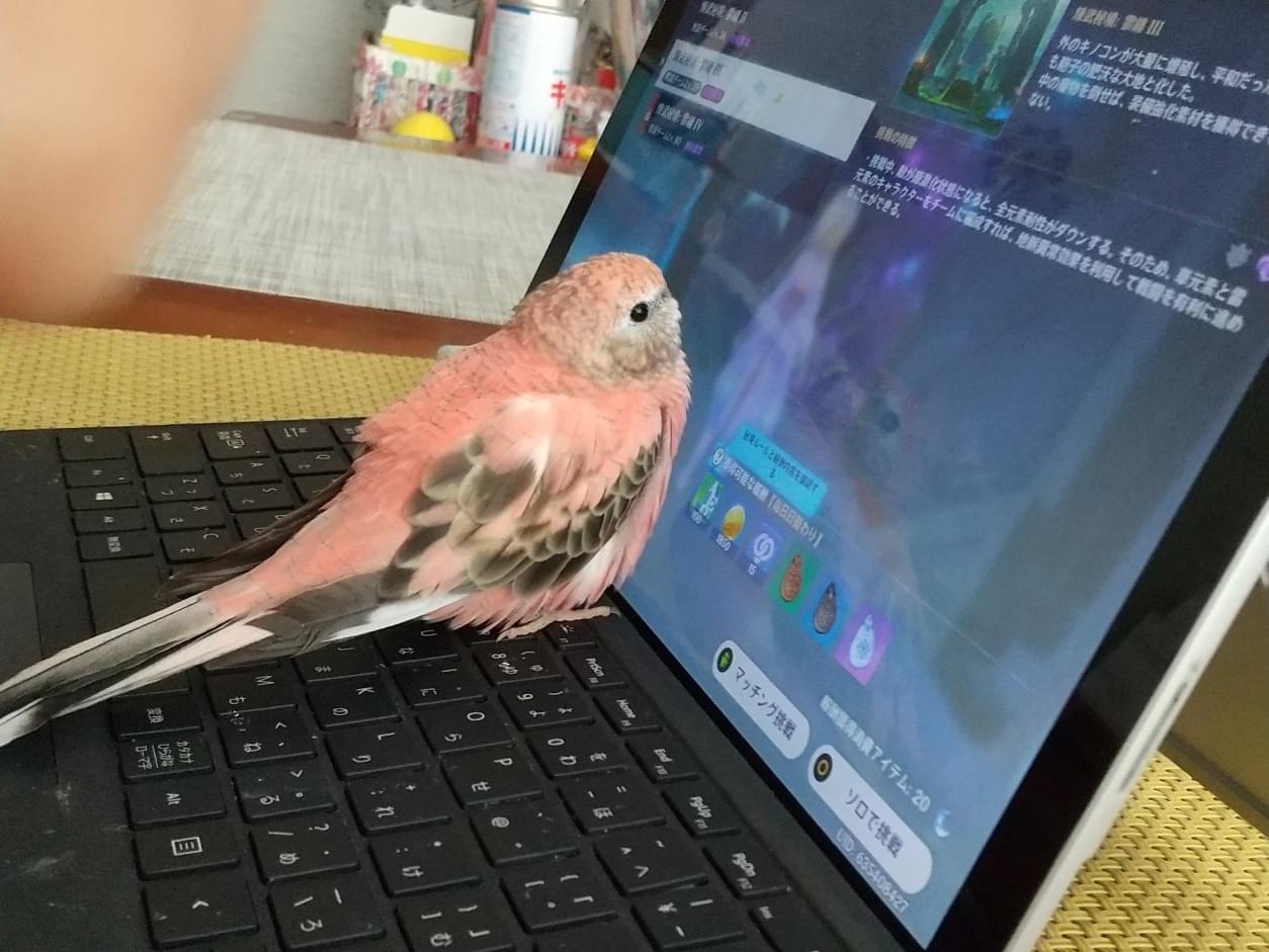 サクラちゃん サクラちゃん