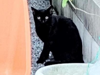 目撃された猫 目撃された猫