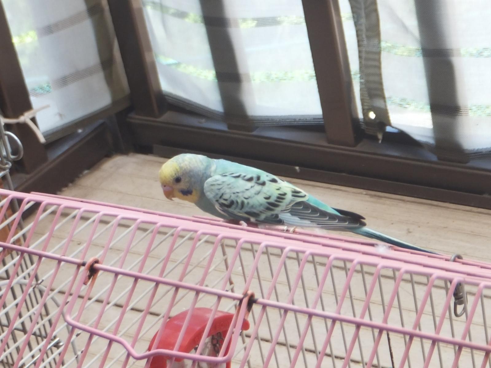 目撃された鳥 目撃された鳥