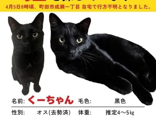 大きめのスラッとした黒猫を探してます。