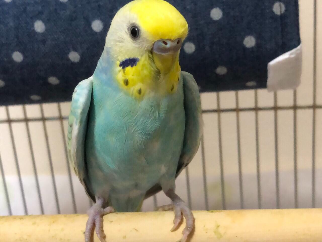 つくねちゃん つくねちゃん