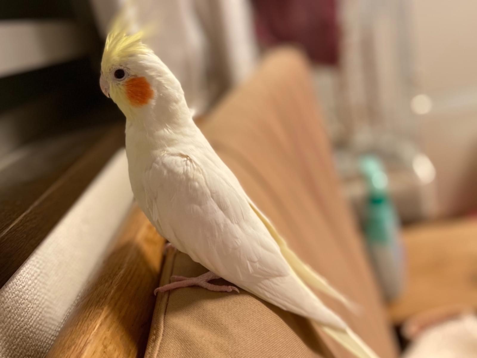 コットンちゃん コットンちゃん