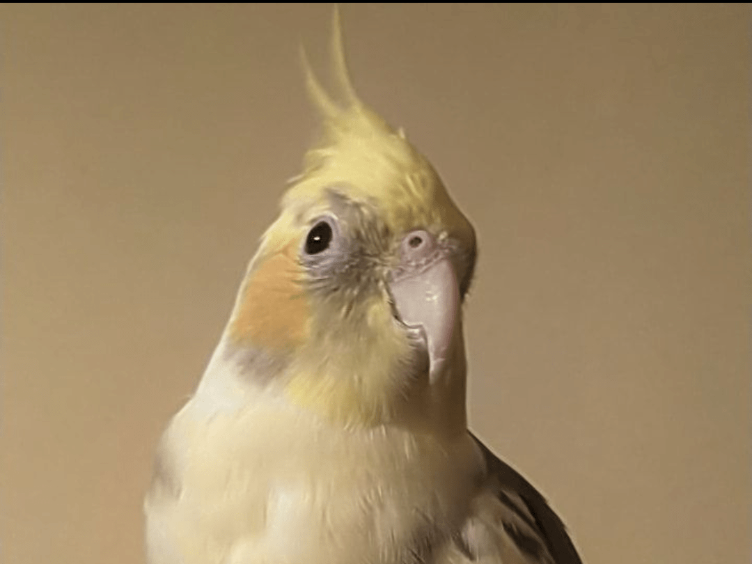 ミニョンちゃん ミニョンちゃん